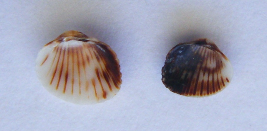 Parvicardium scriptum